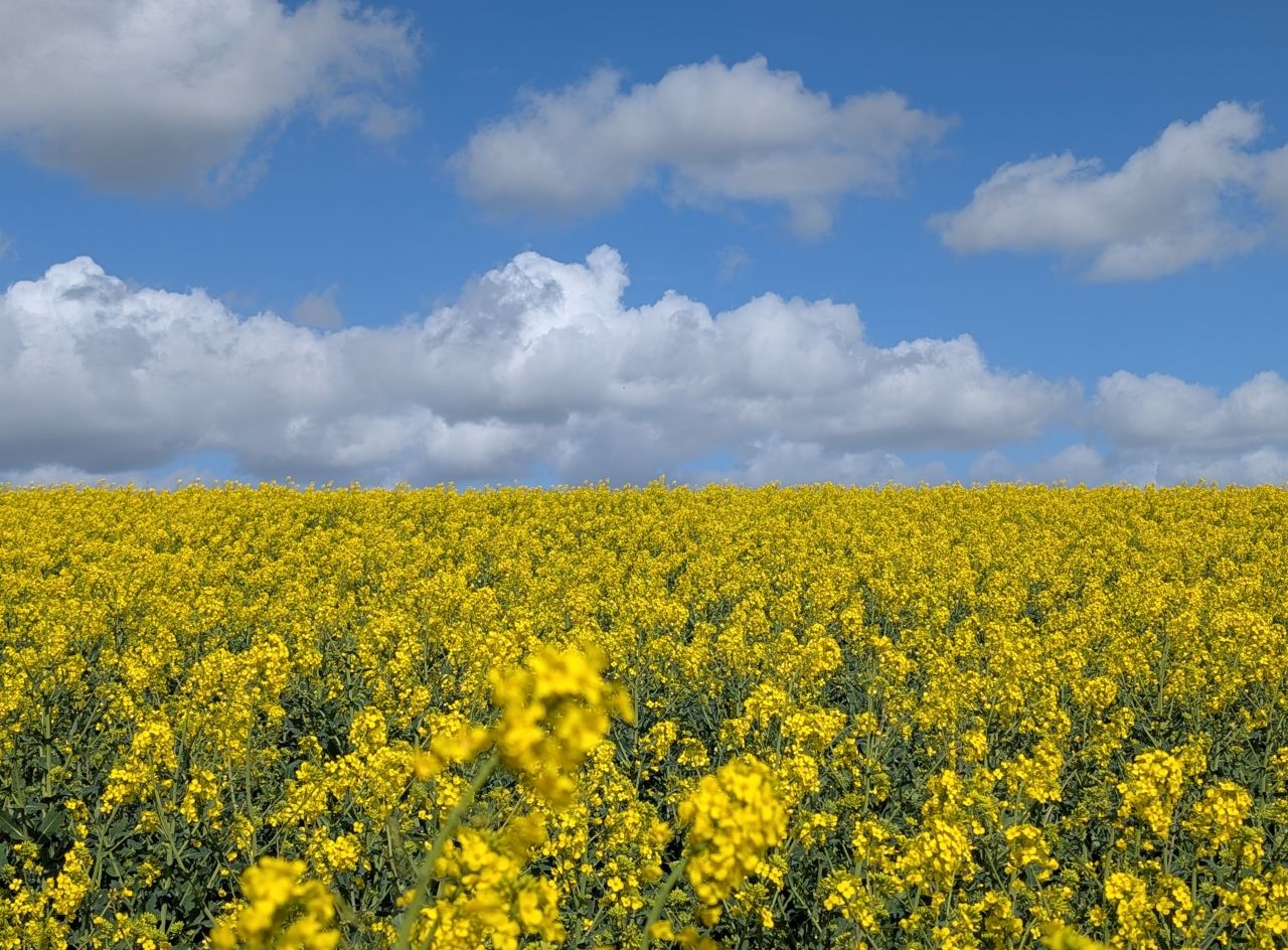 2026-04-12 06 Haddiscoe and Toft Monks.jpg